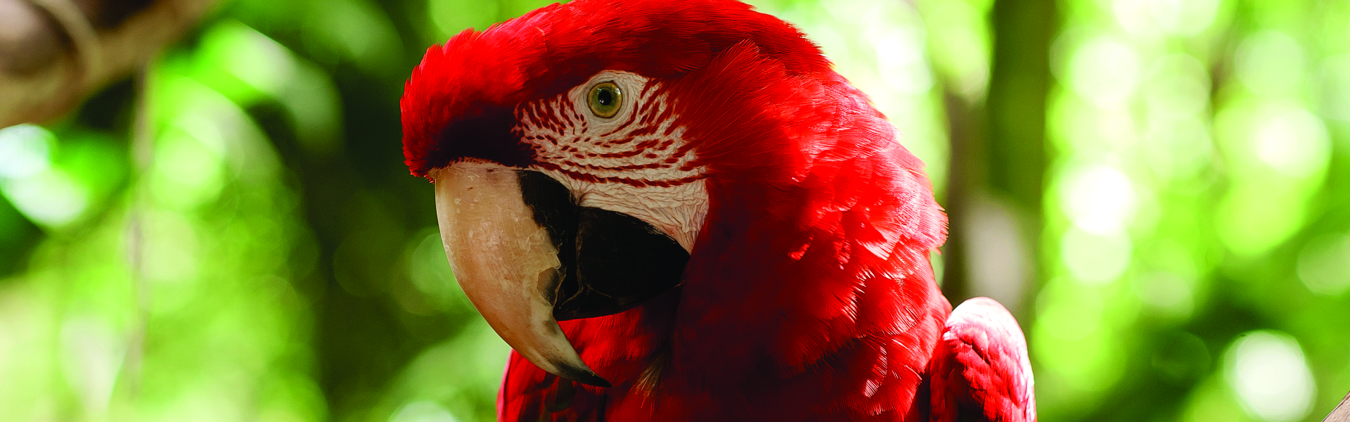 Imagem oficial relacionada a Foz do Iguaçu com crianças: 8 ideias para montar uma viagem em família